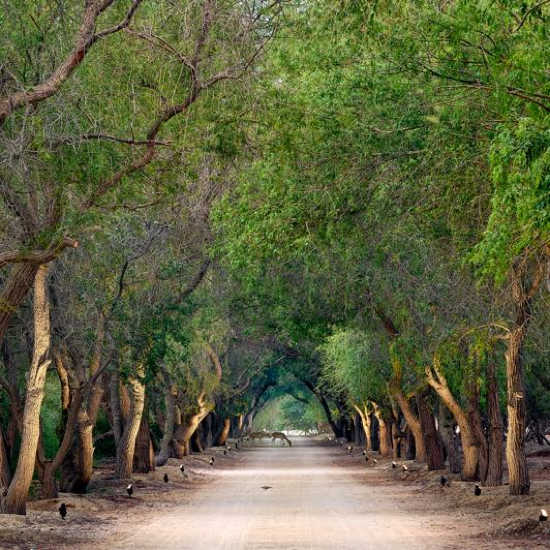 مساحات مفتوحة على مد البصر Amenities