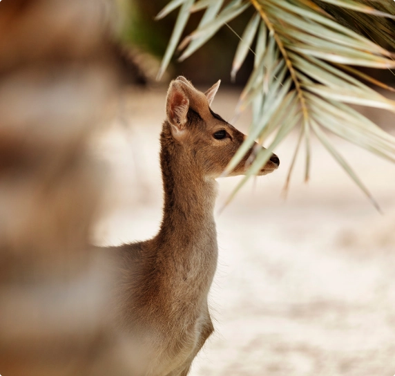 Deer looking at forest
